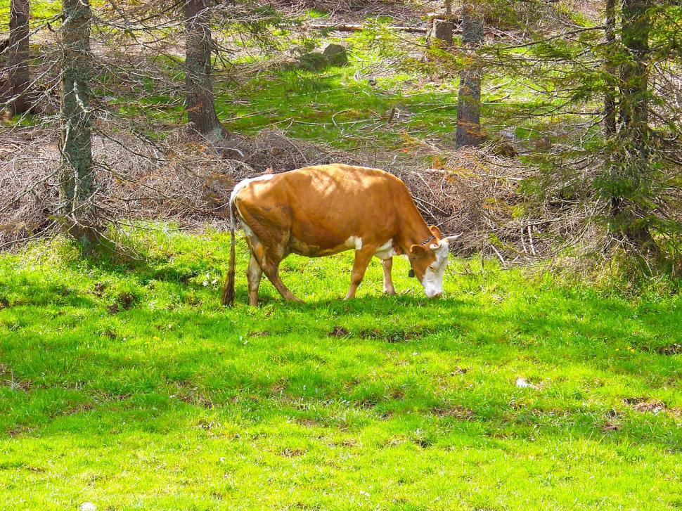 Free Image of Cow in the forest 