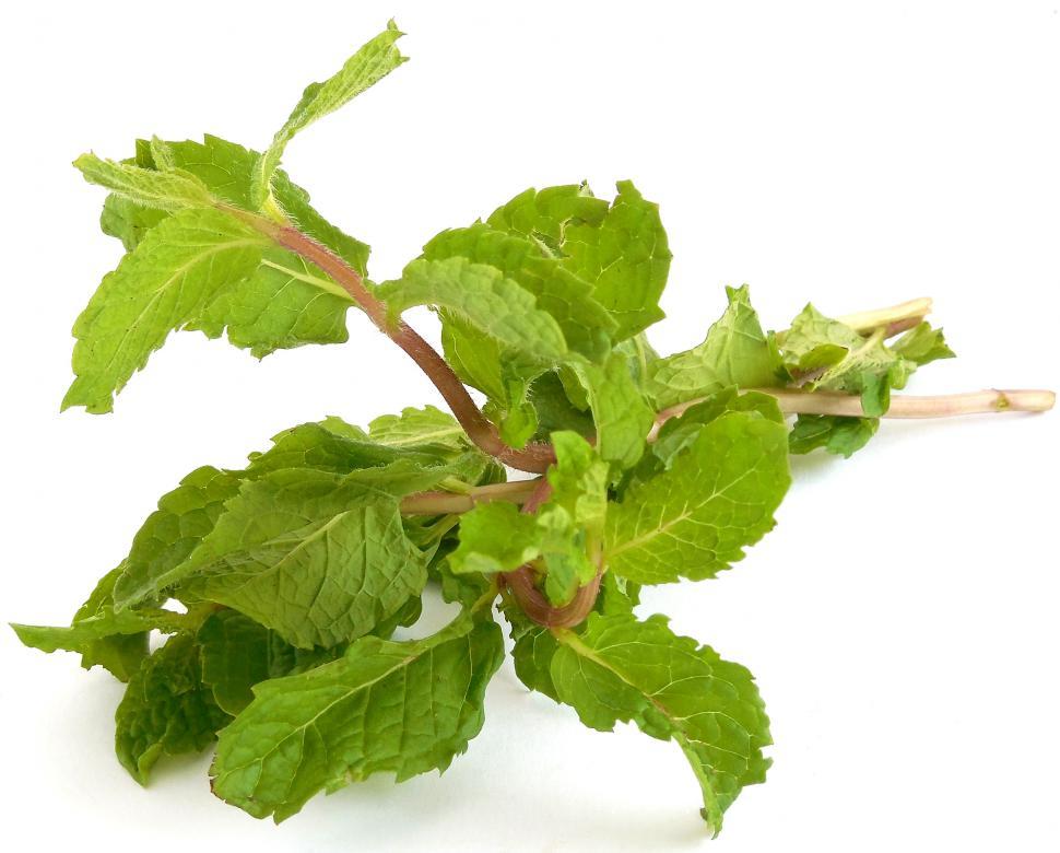 Free Image of Mint Leaves 