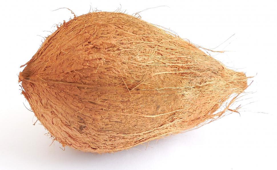 Free Image of Coconut 