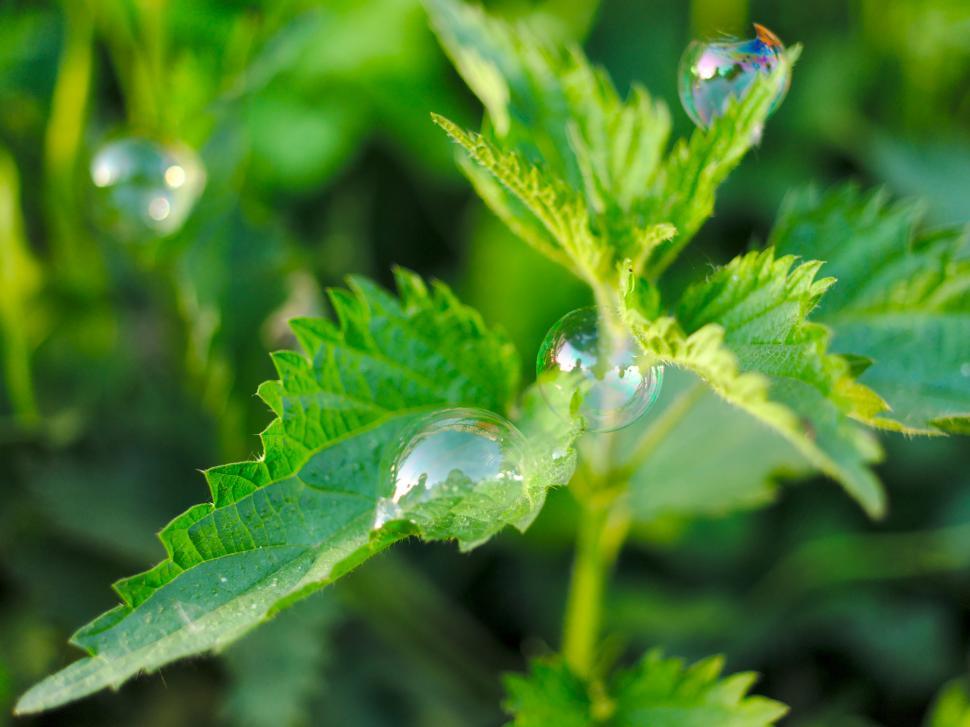 Free Image of Soap bubbles on nettle leaves 