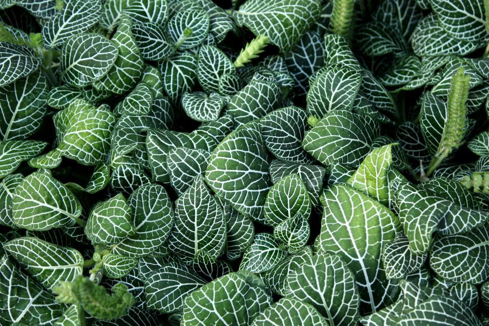 Free Image of Close-up of green leaves 