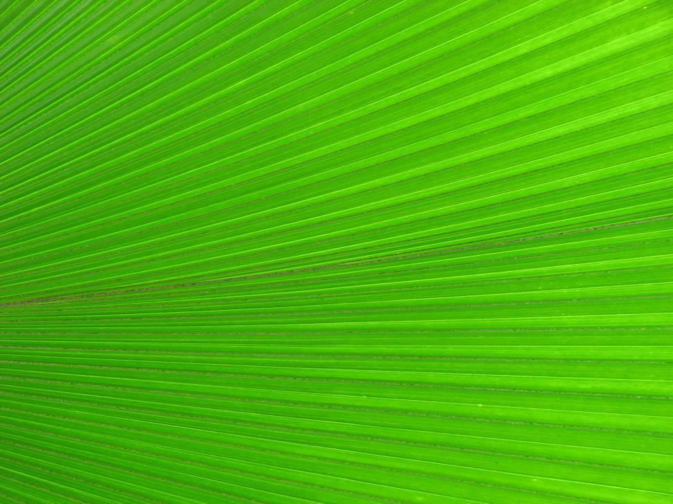 Free Image of Closeup of a bright green tropical leaf 