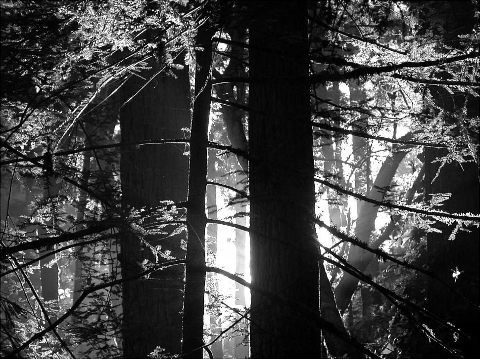 Free Image of Redwood in Black and White 