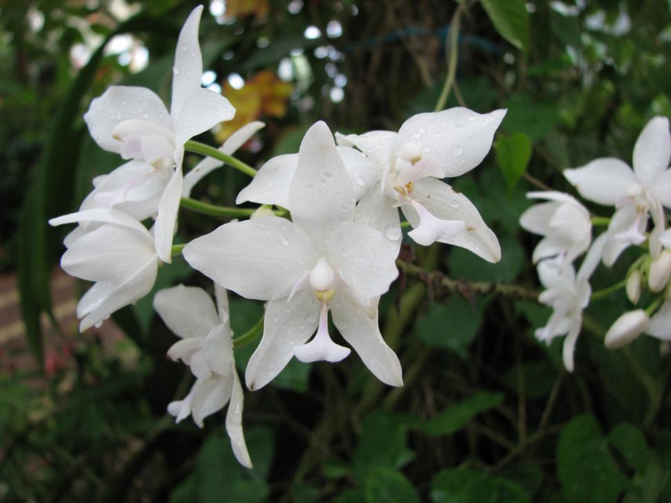 Free Image of Cluster of White Flowers Growing in Grass 