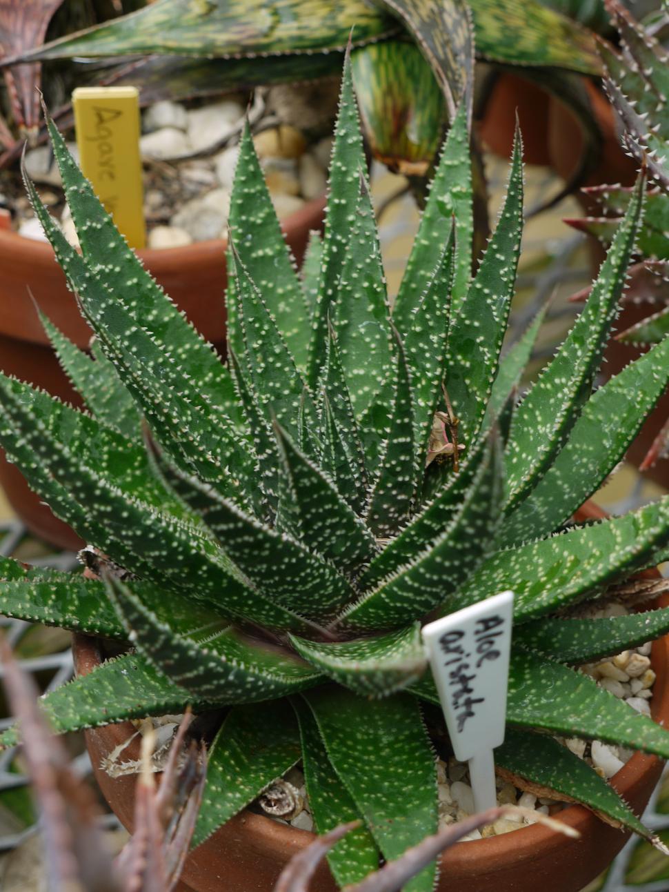 Free Image of Succulent Plant Aloe Aristata 