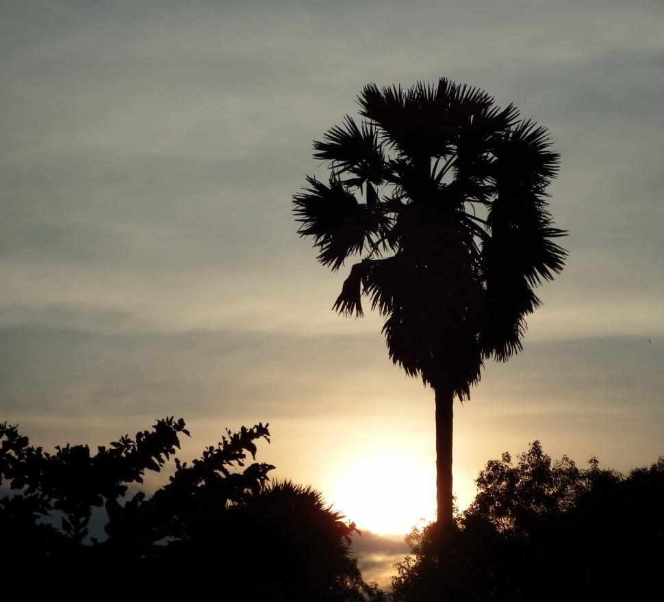 Free Image of Tropical Palm Tree Sunset 