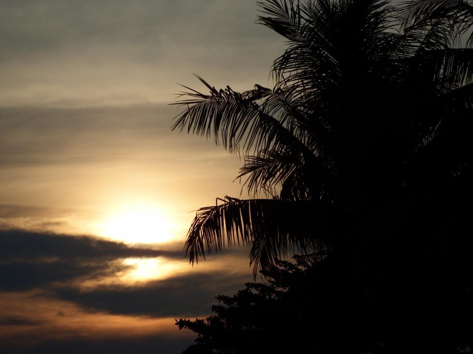 Free Image of Tropical Palm Tree Sunset 