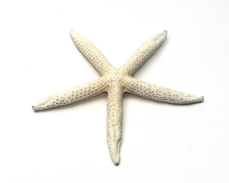 Free Image of A starfish isolated on a white background 