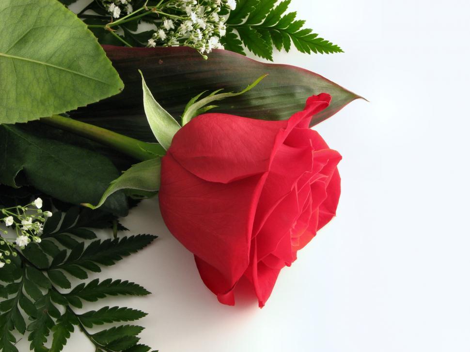 Free Image of Red rose 