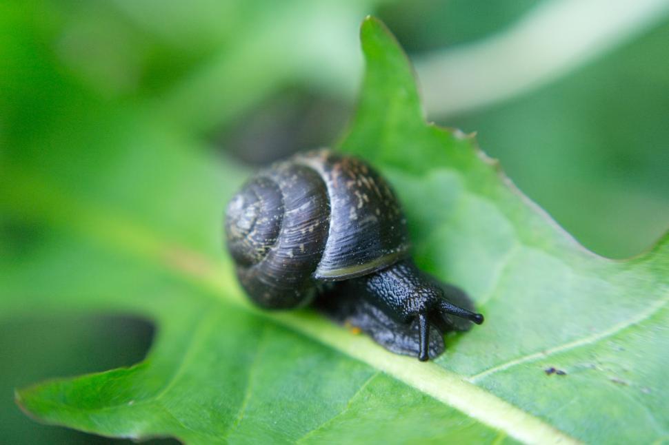Free Image of Snail on leaf 