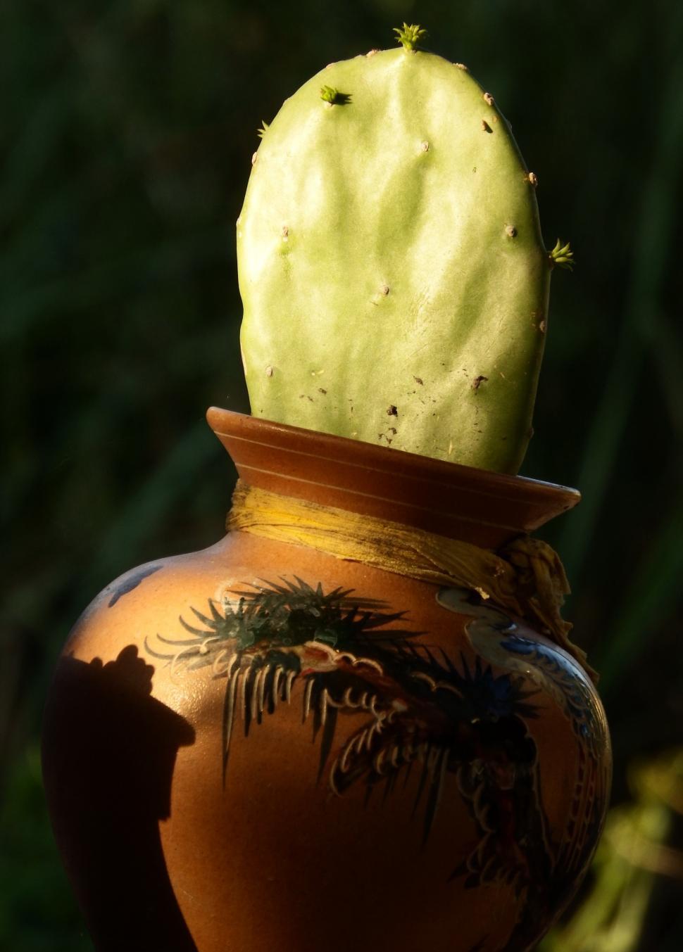 Free Image of Cactus in a Pot 