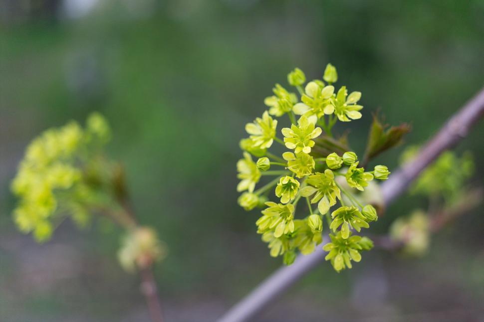 Free Image of Small green flowers 
