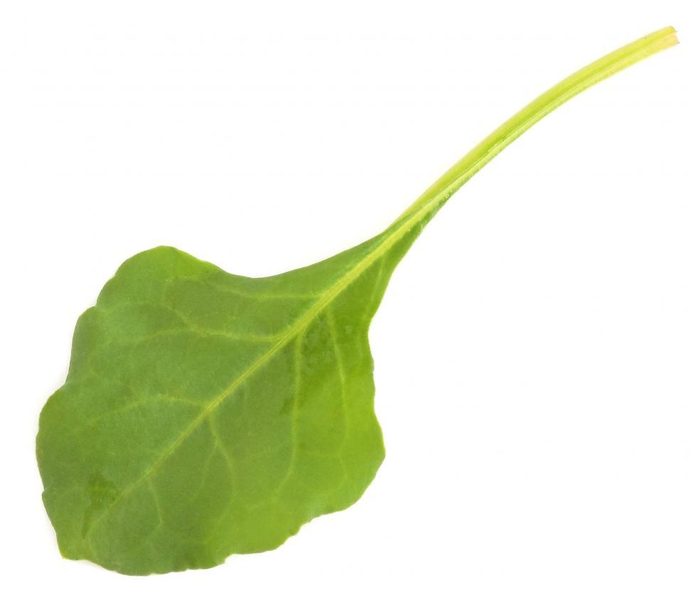Free Image of Spinach 