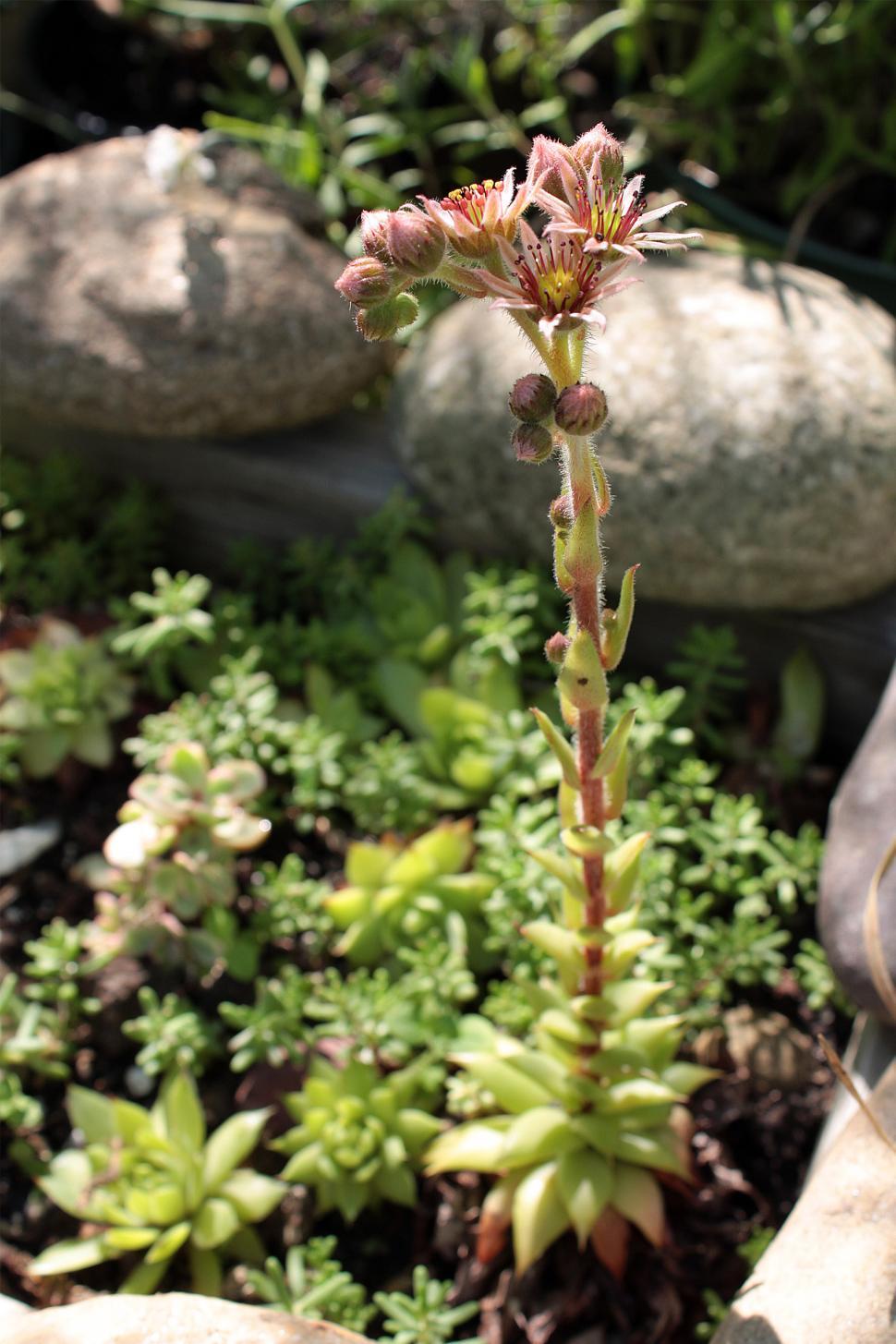 Free Image of Blooming Flowers Of The Sempervivum Succulents Called Hens And C 