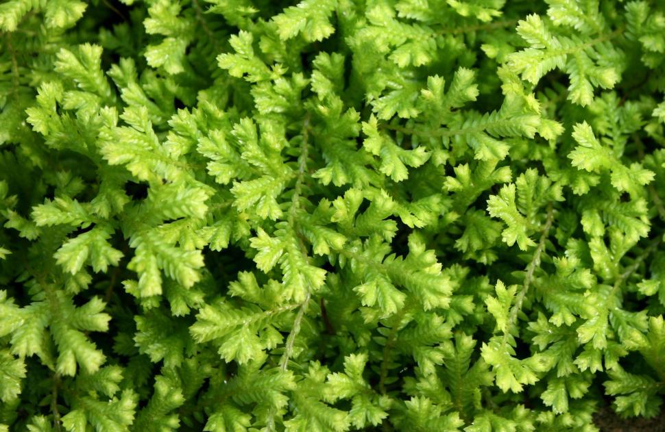 Free Image of Close-up of small green leaves 
