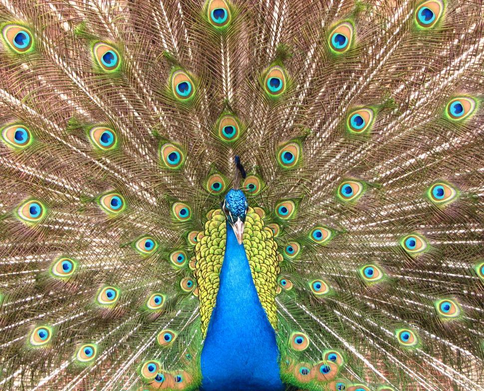 Free Image of Close-up of a colorful peacock 