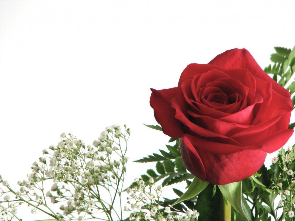 Free Image of Closeup of a red rose 