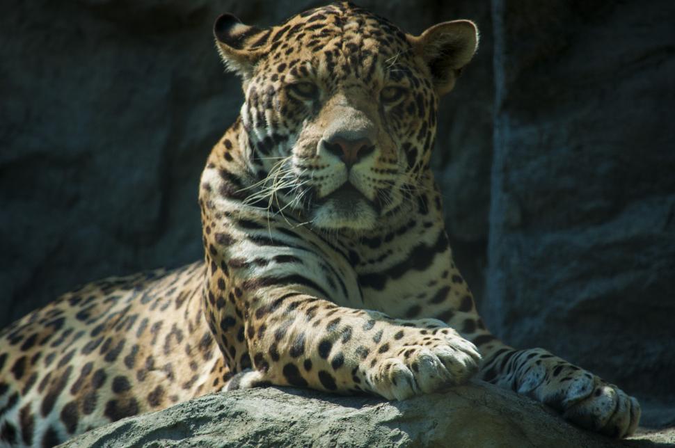 Free Image of Jaguar 