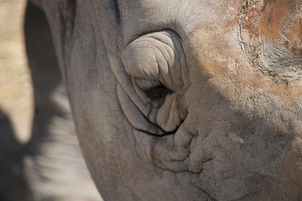 Free Image of Rhino 