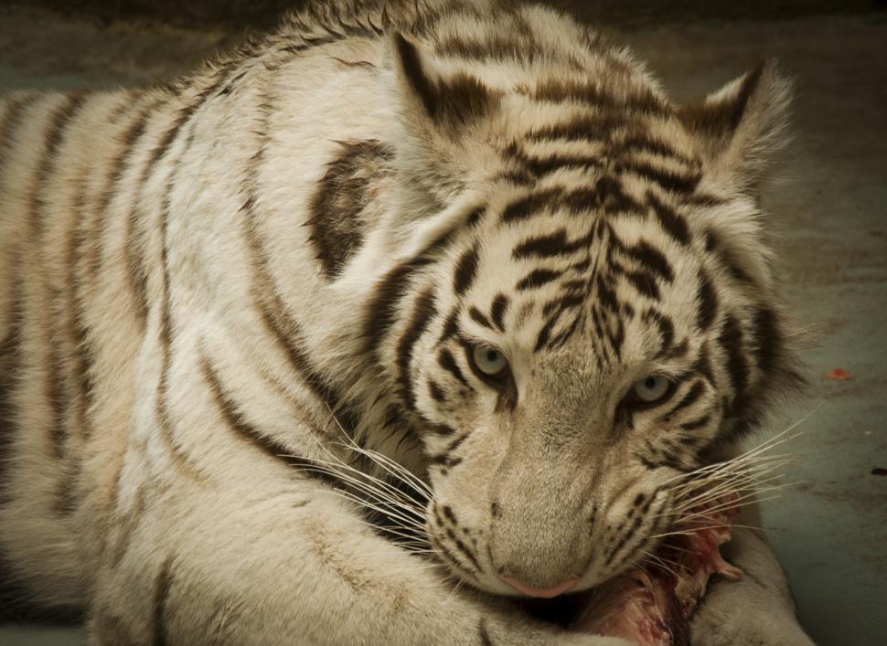 Free Image of Tiger lunch 