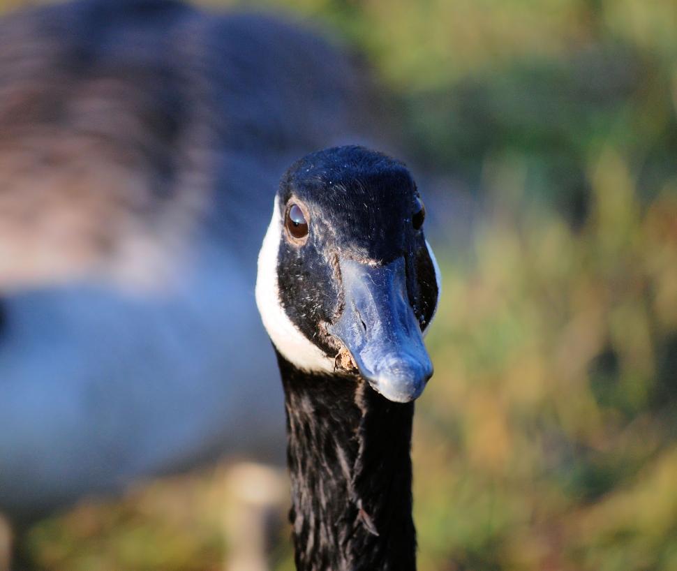 Free Image of Canadian Goose in North Carolina 