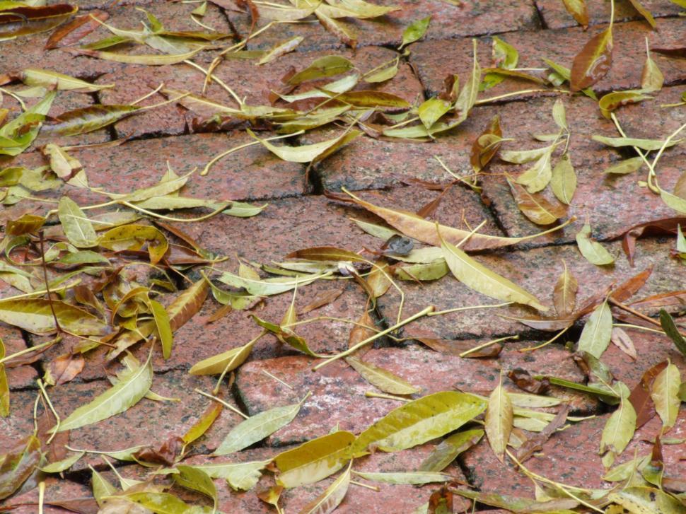 Free Image of Leaves 