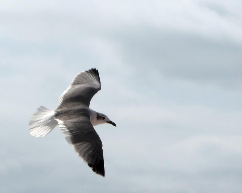 Free Image of Close-up of a seagull flying 