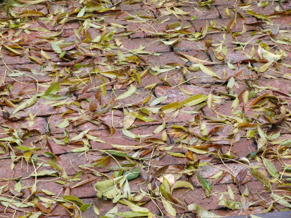 Free Image of Leaves 