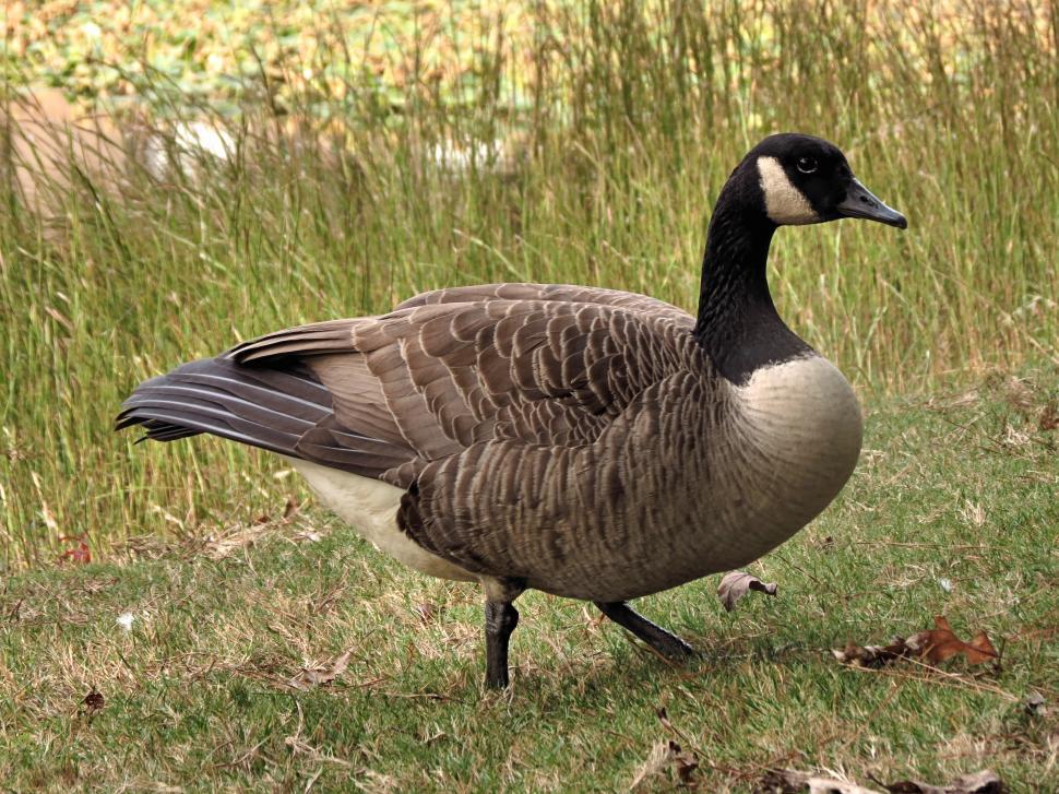 Free Image of A Canada goose in tall grass 