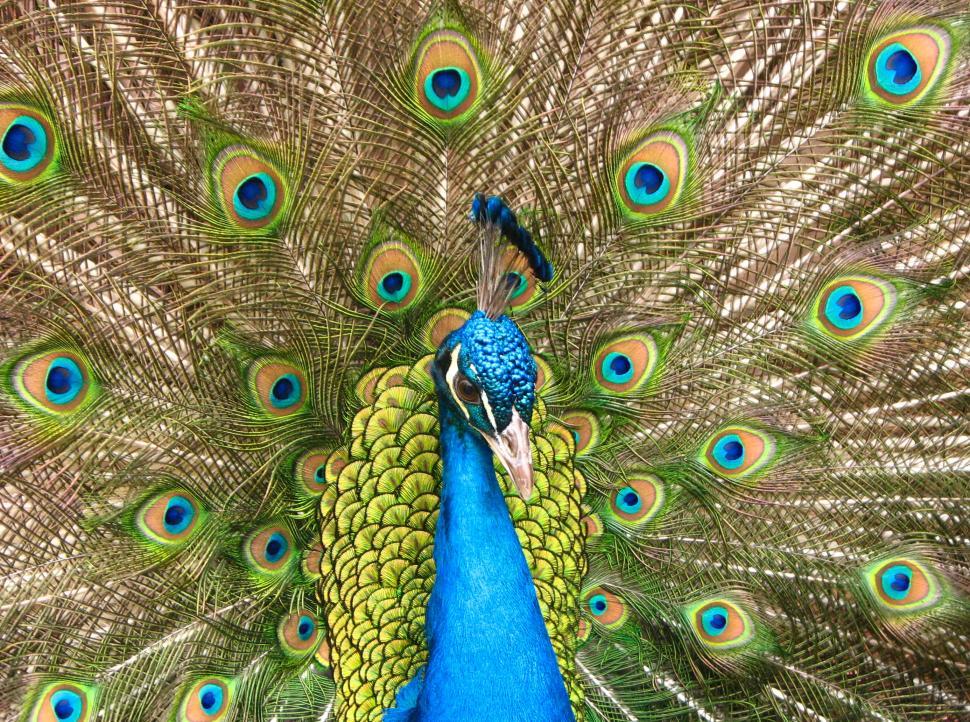 Free Image of Close-up of a colorful peacock 