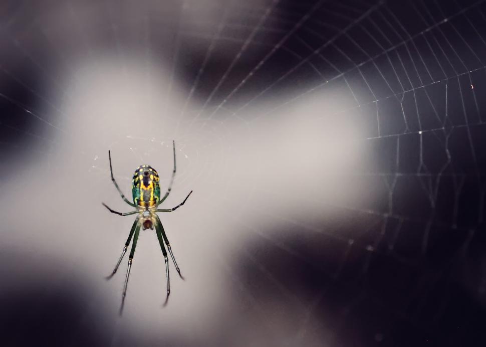 Free Image of Spider 