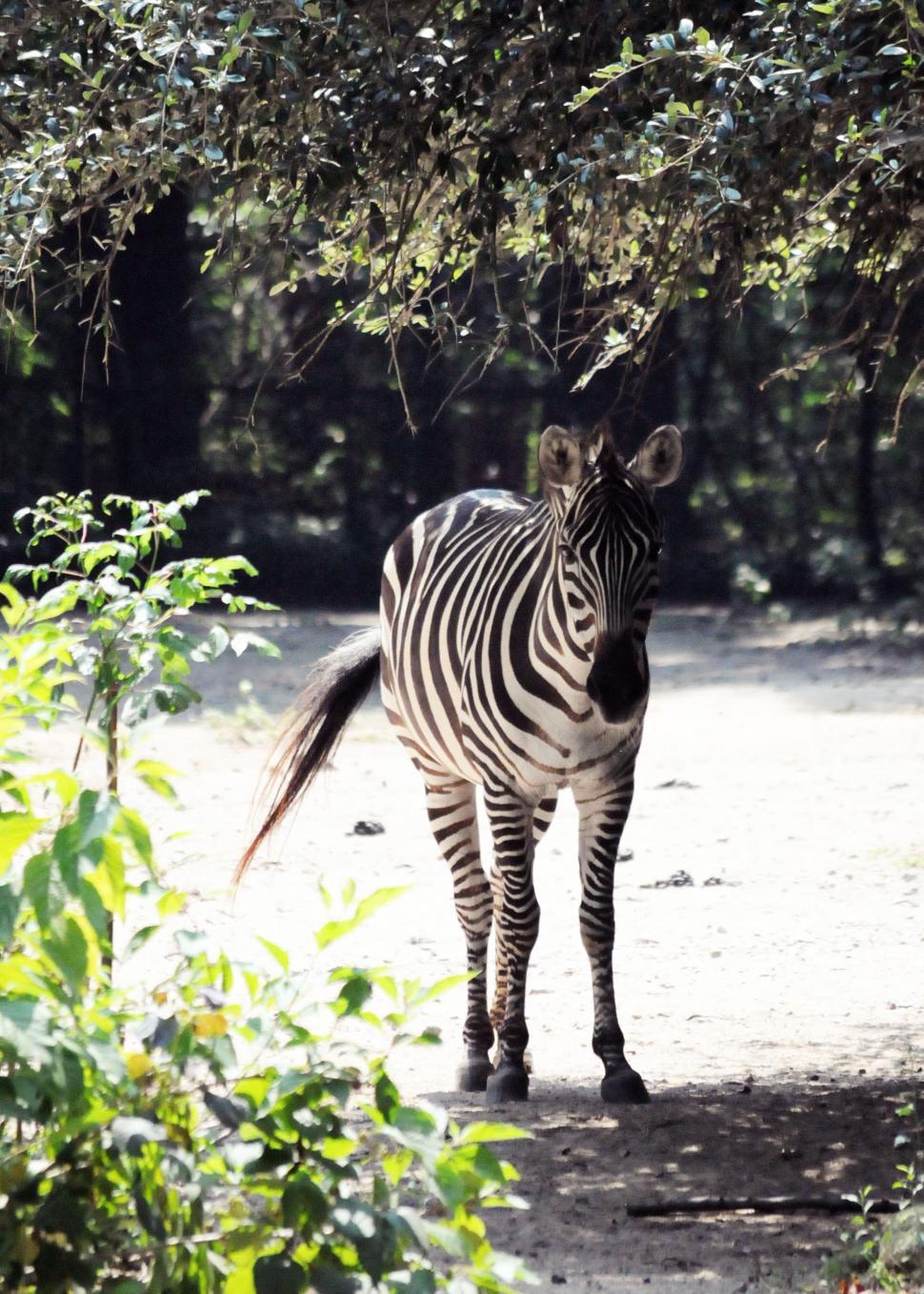 Free Image of Zebra 