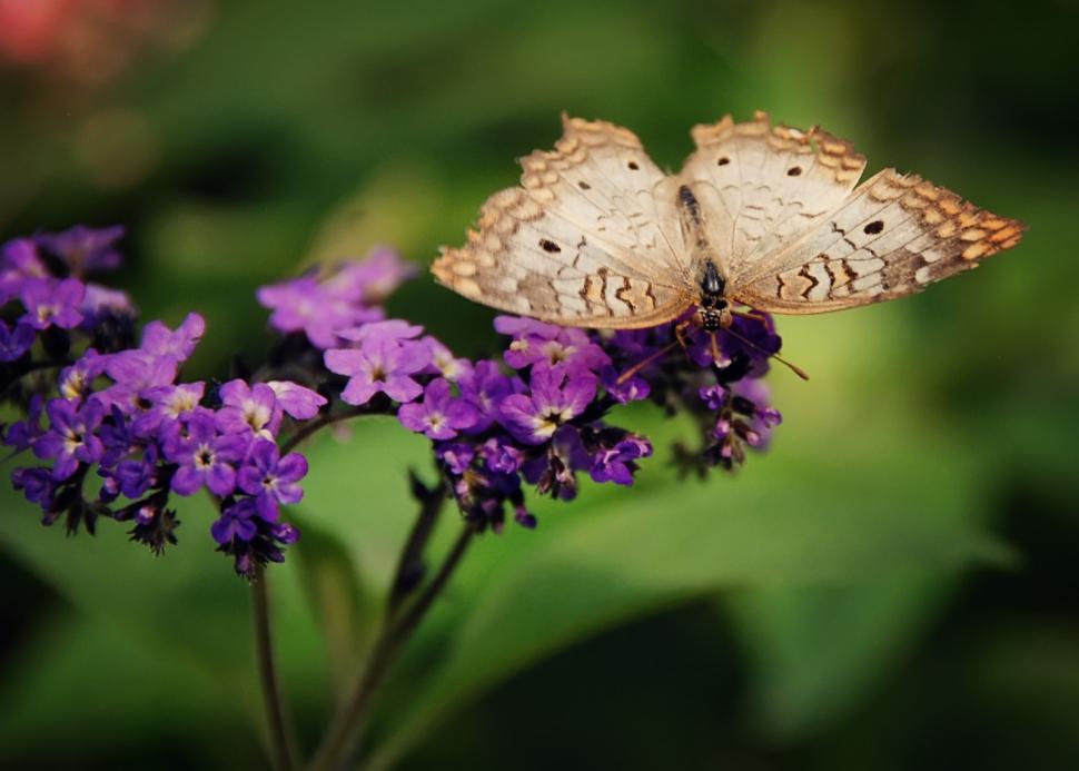 Free Image of butterfly 