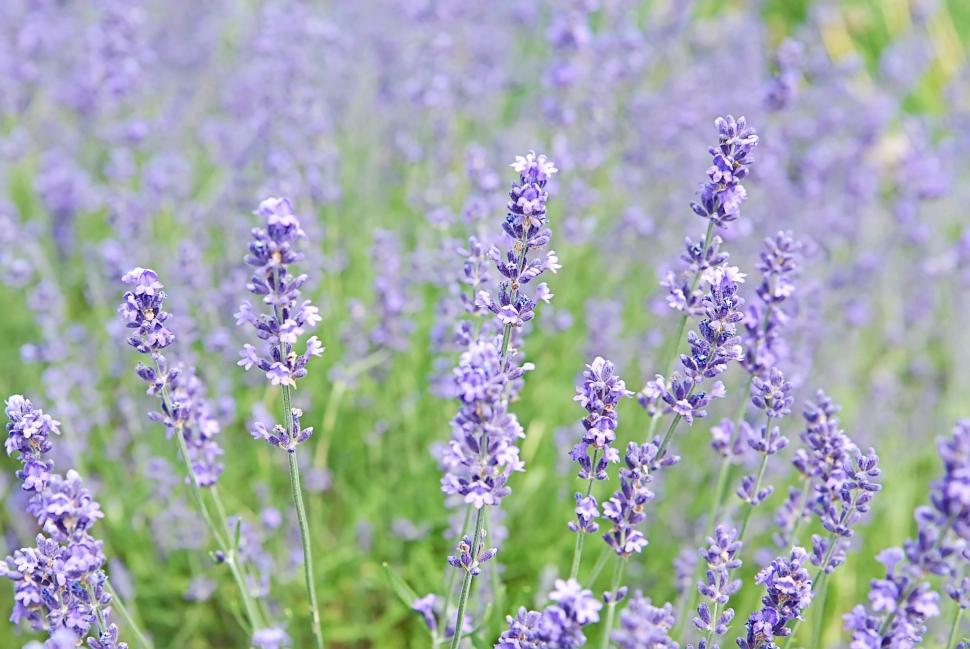 Free Image of Lavender 