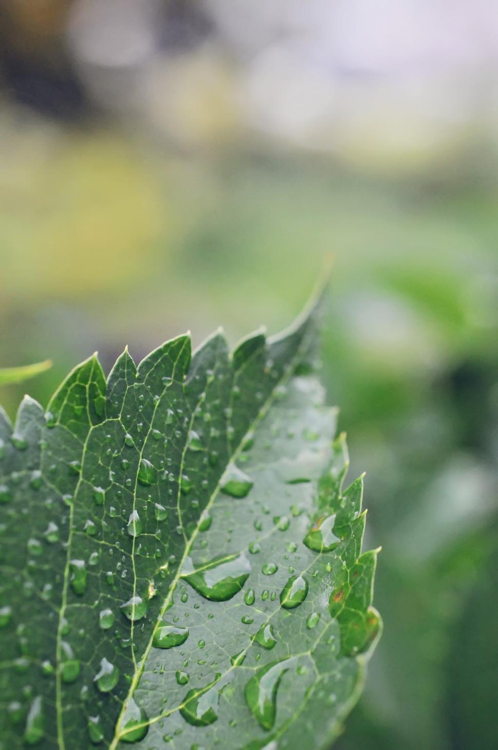 Free Image of Wet Leaf 