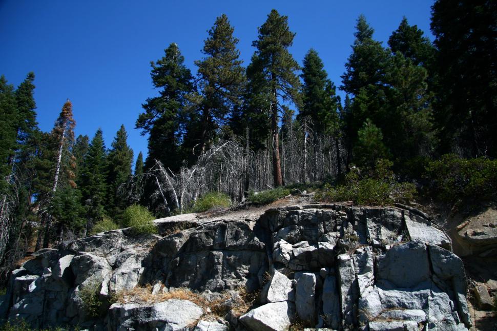 Free Image of Seqouia National Forest 