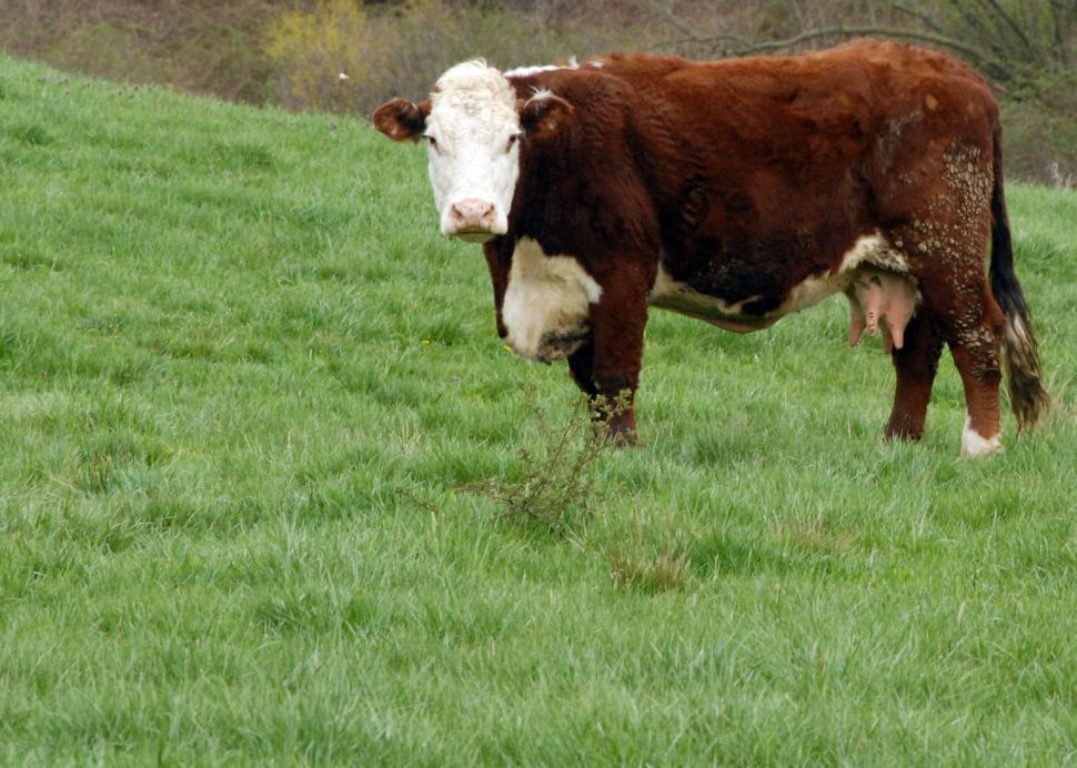 Free Image of cow 