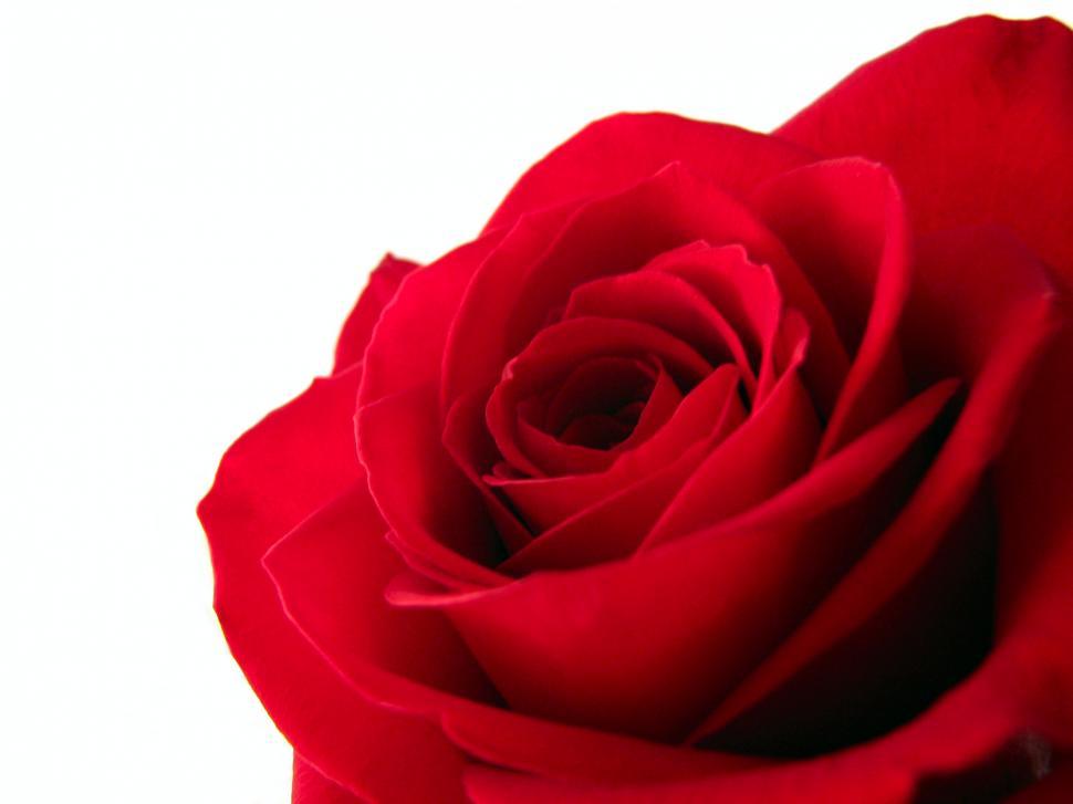 Free Image of Red rose closeup 