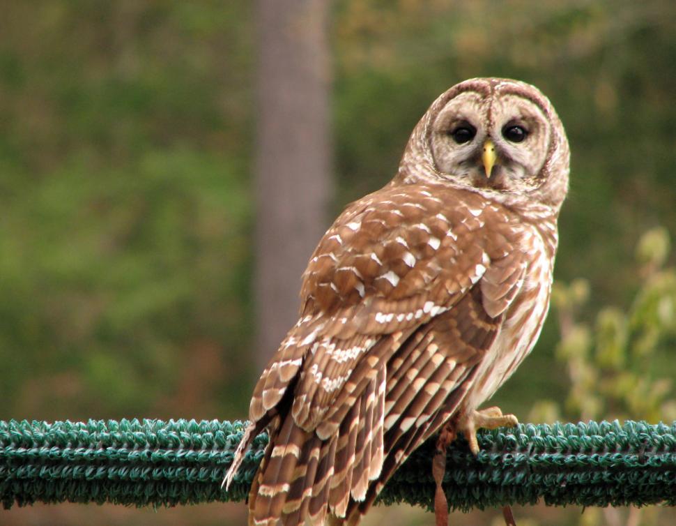 Free Image of Close-up of a barred owl 