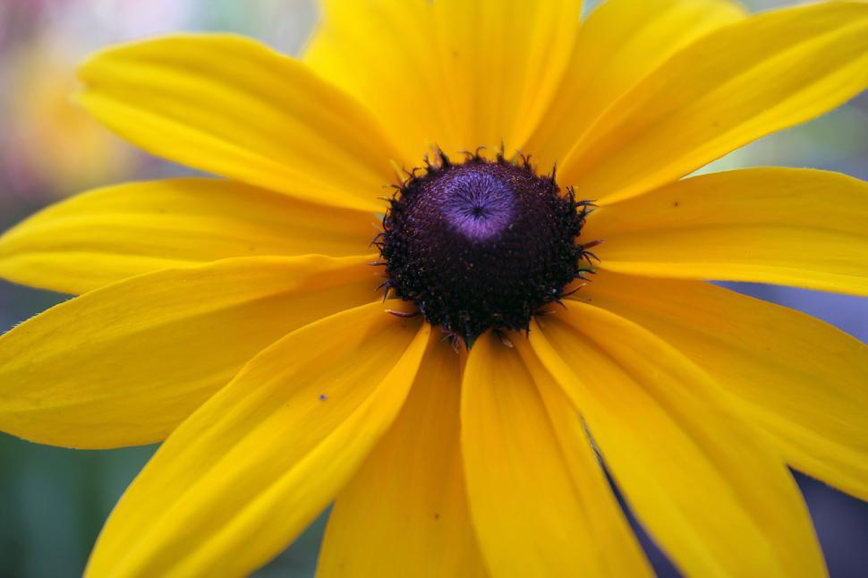 Free Image of Blackeyed Susan Flower Closeup 