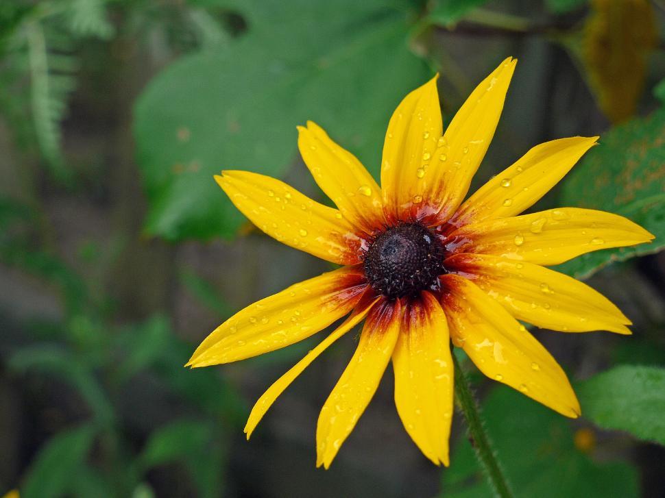 Free Image of Blackeyed Susan Flower After A Rain 