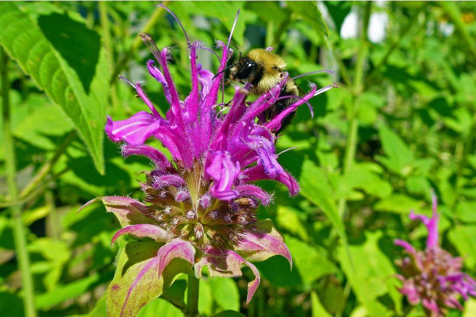 Free Image of Bee Balm Blossom With Bee 