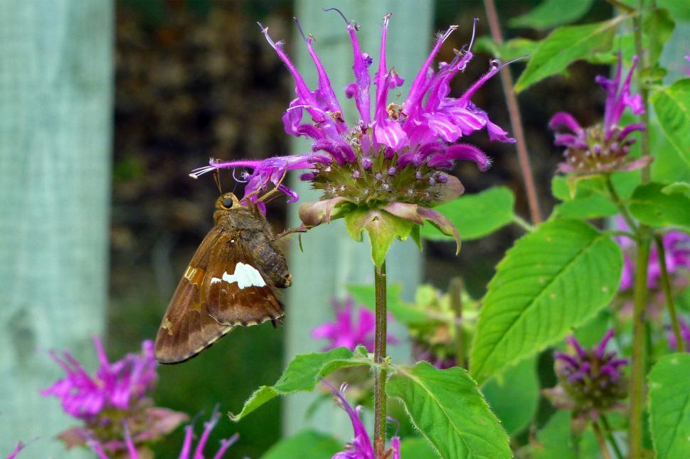 Free Image of Bee Balm Blossom And Butterfly 
