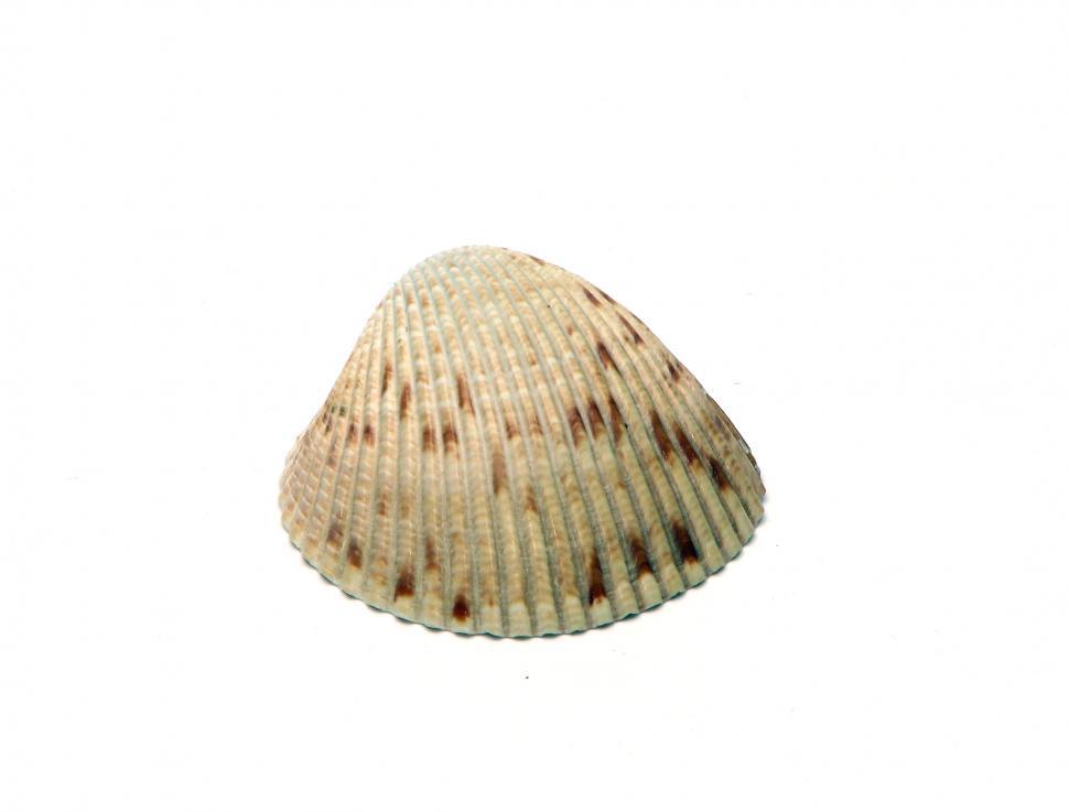 Free Image of A sea shell isolated on a white background 