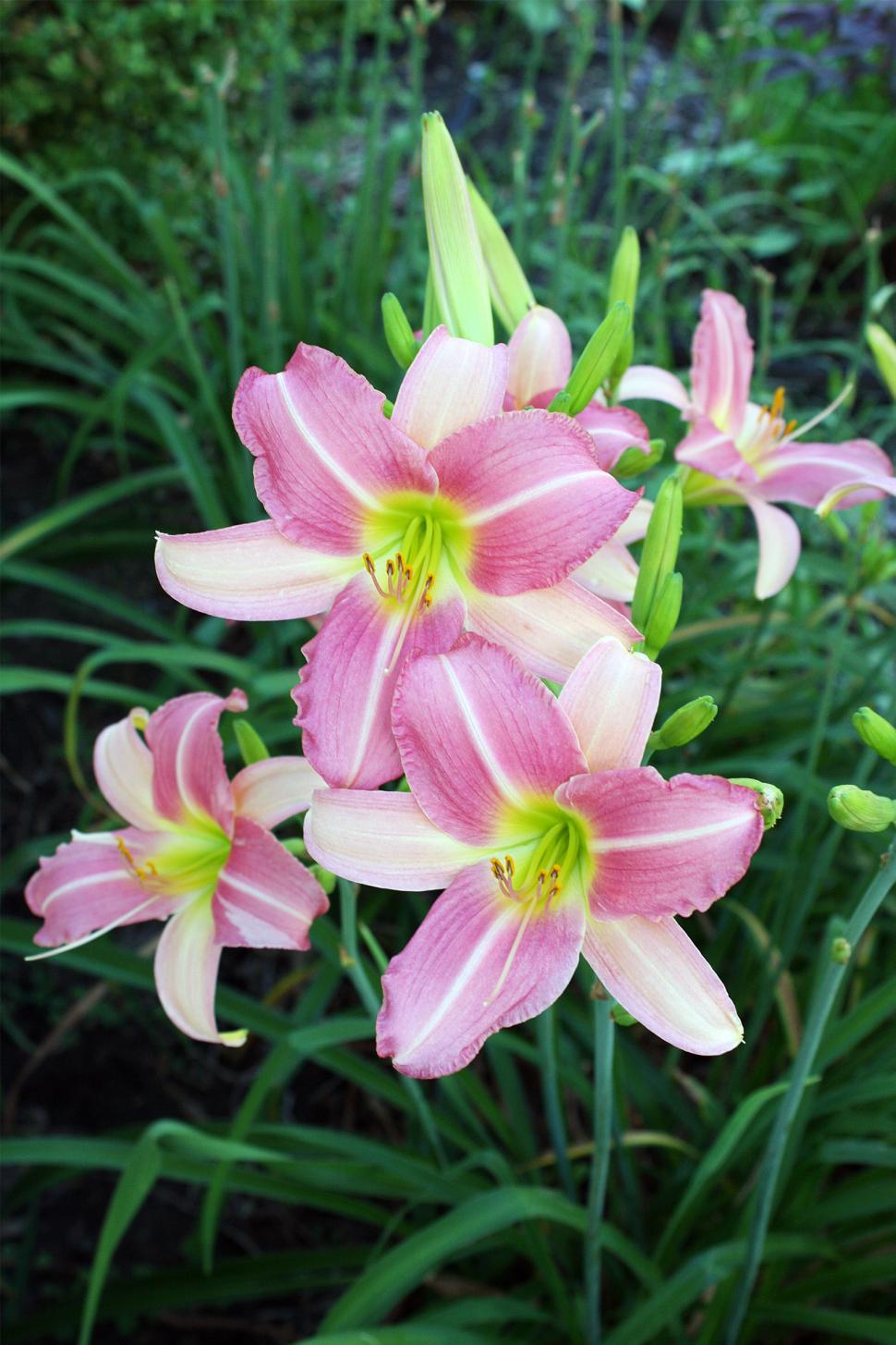 Free Image of Pink Day Lilies Bloom In Garden 