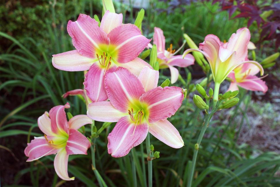 Free Image of Pink Day Lilies In Garden 