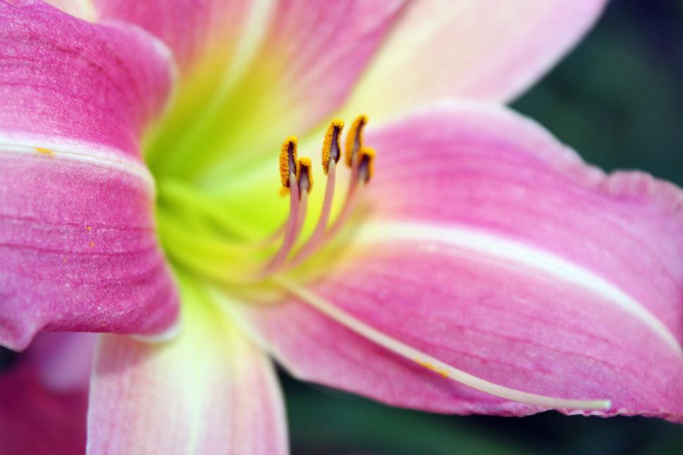 Free Image of Pink Day Lily Bloom Closeup 