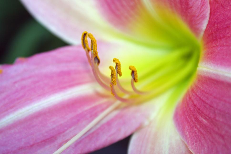 Free Image of Pink Day Lily Bloom Closeup 