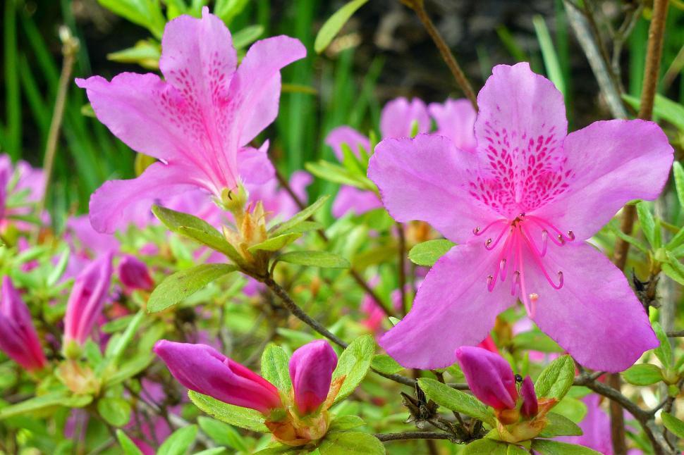 Free Image of Azalea In Bud And Bloom 