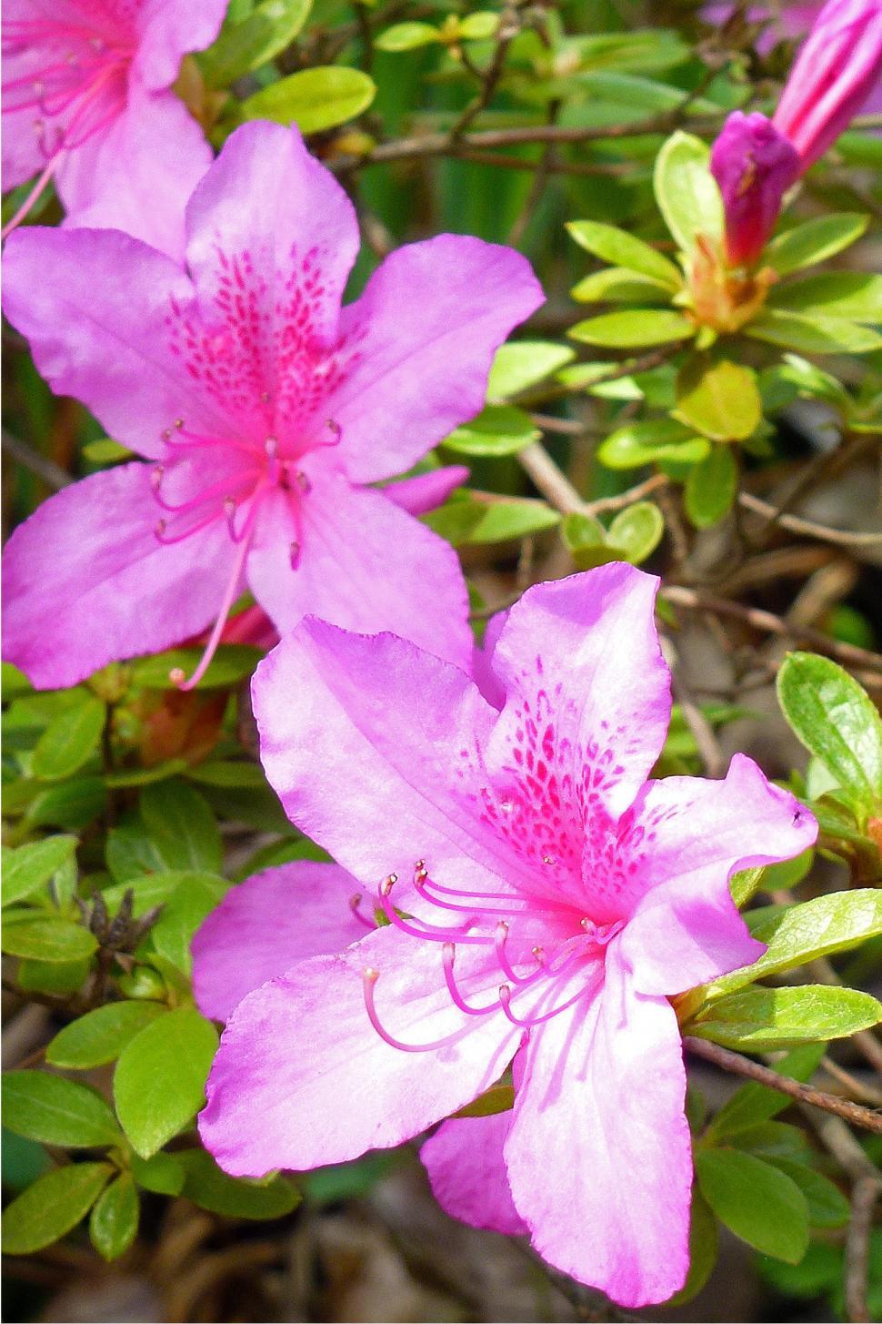 Free Image of Azaleas Flowers In Bllom Closeup  